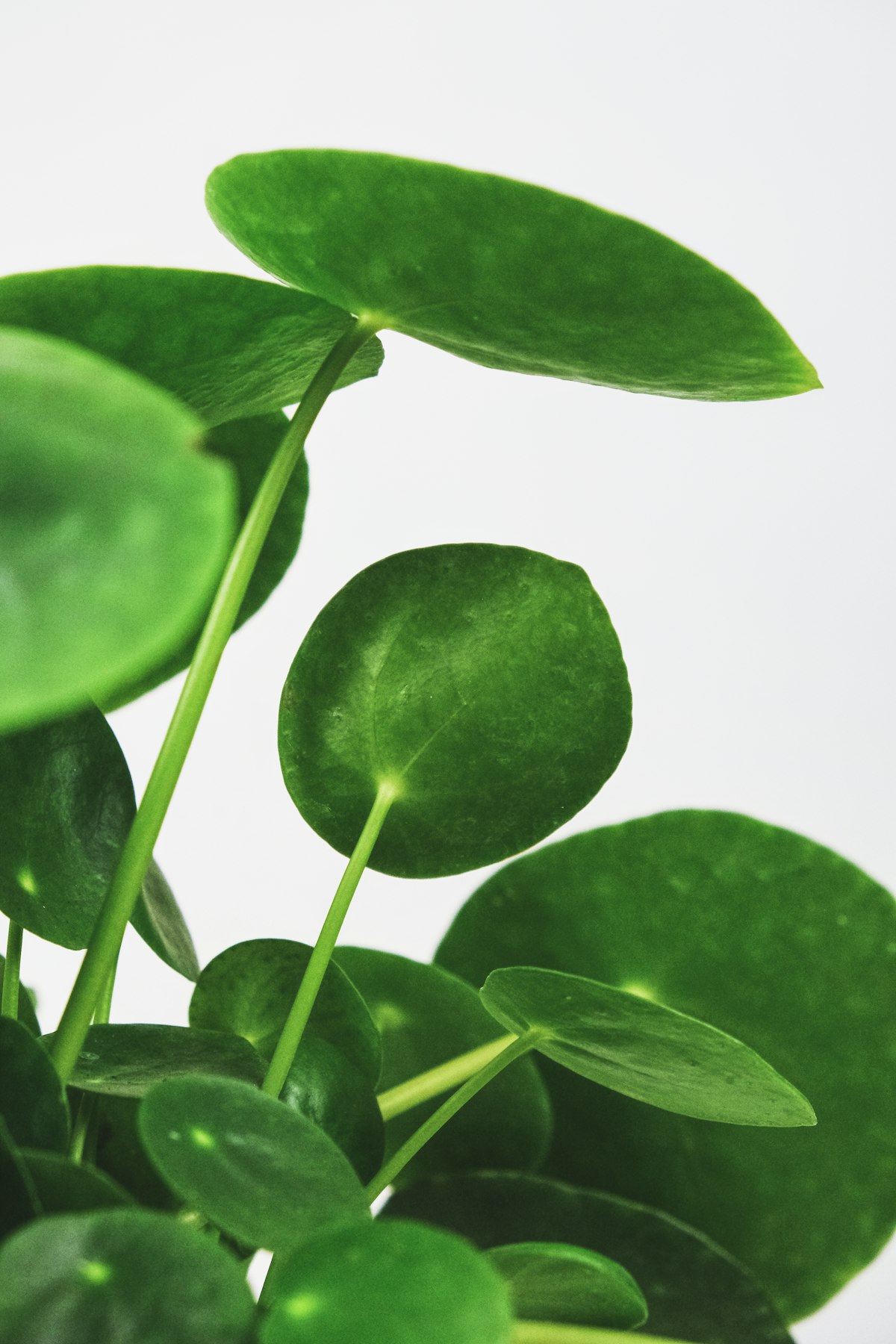 Pilea Peperomioides