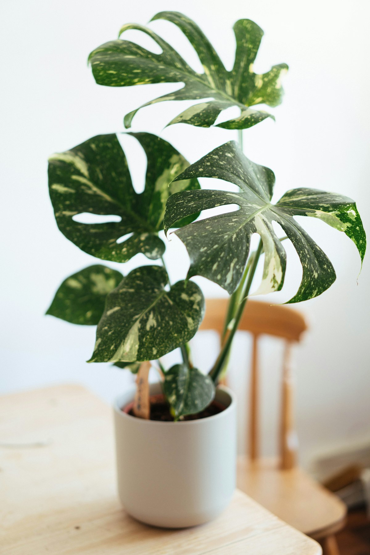 Monstera Deliciosa