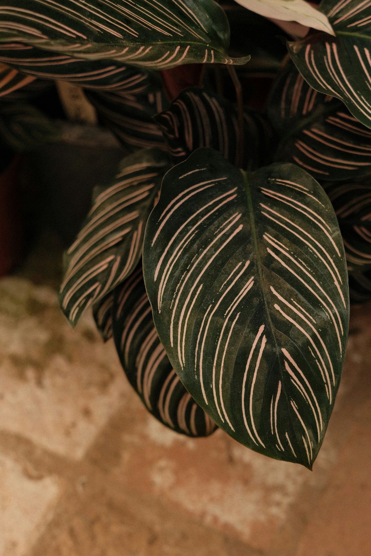 Zebra Plant (Calathea Zebrina)