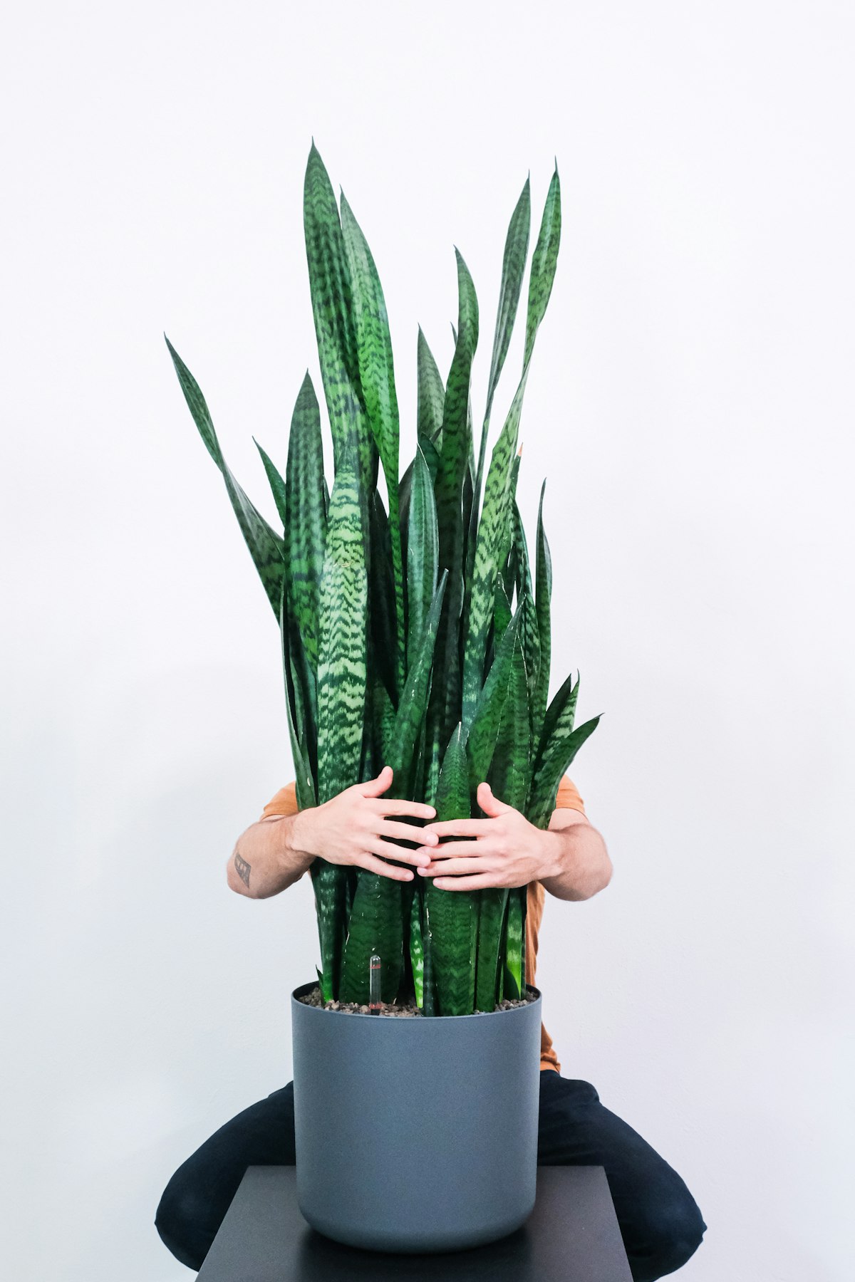Snake Plant (Sansevieria)