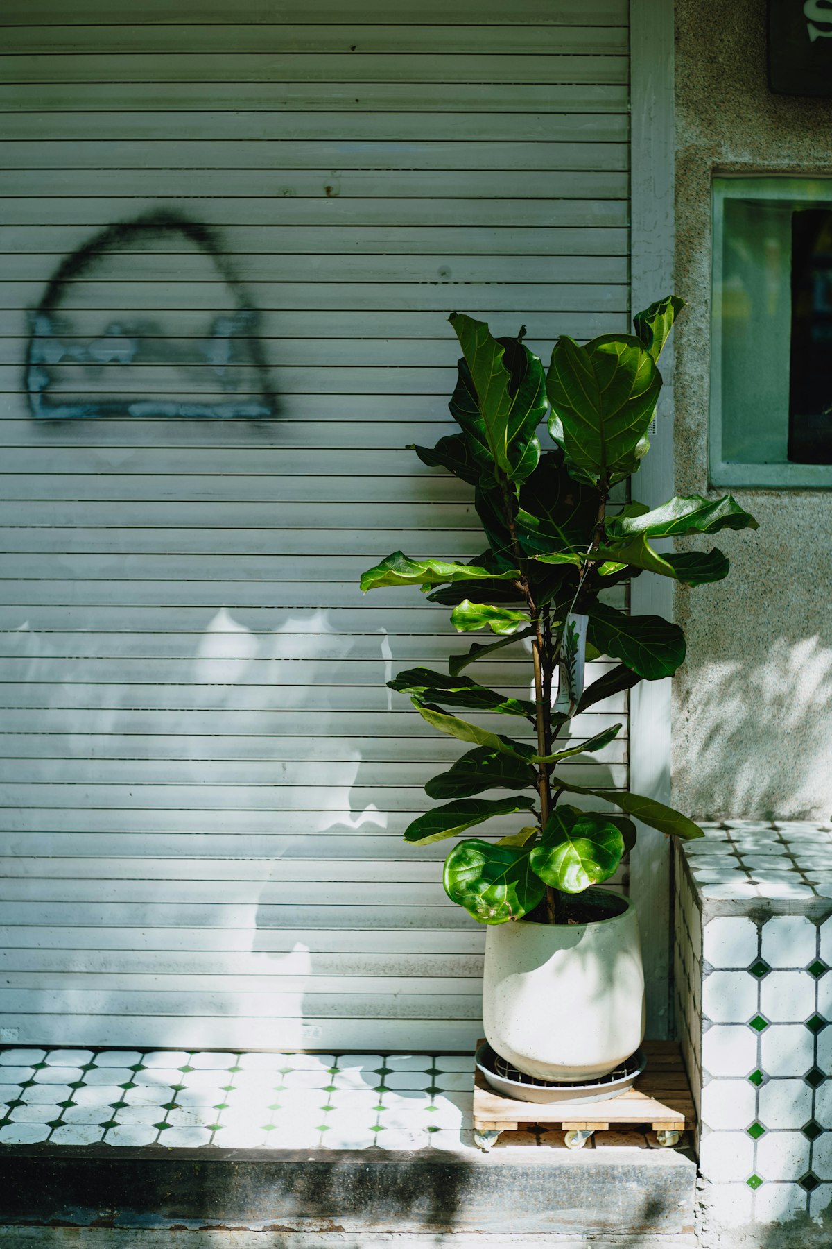 Fiddle Leaf Fig